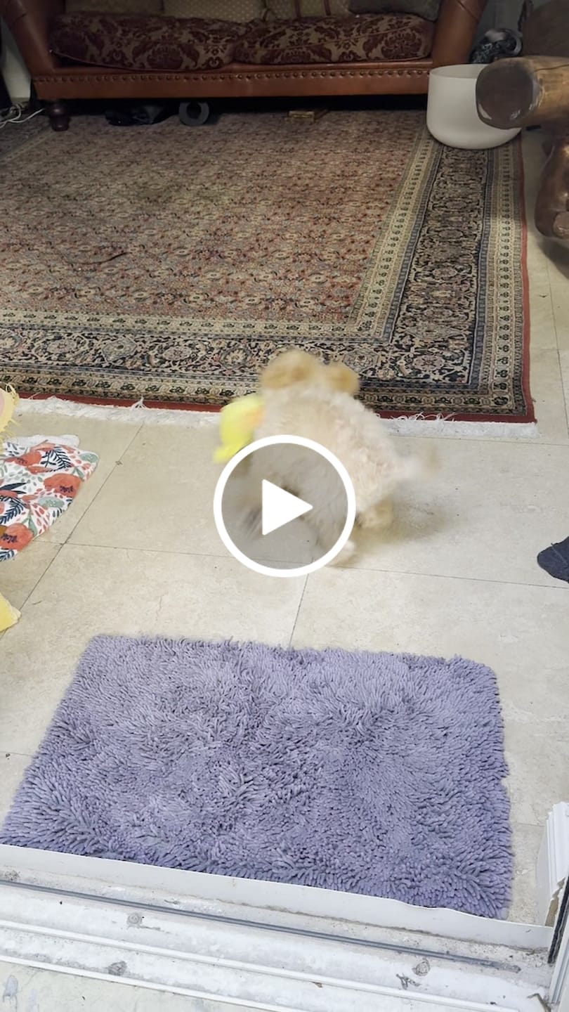 Customer video review of [BEST SELLER] Calming Duck Dog Toy