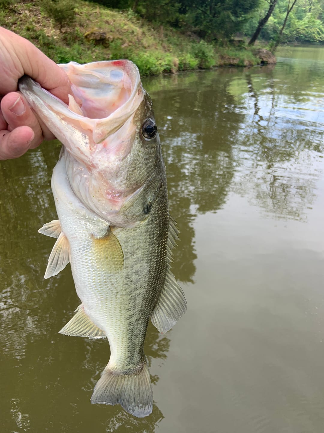 Customer photo review of Pulse Fish Lures Double Colorado Pulse Blade