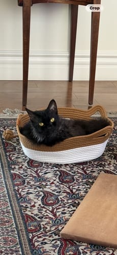 Customer photo review of Instinct Basket | Meet the first research-backed natural territory for indoor cats