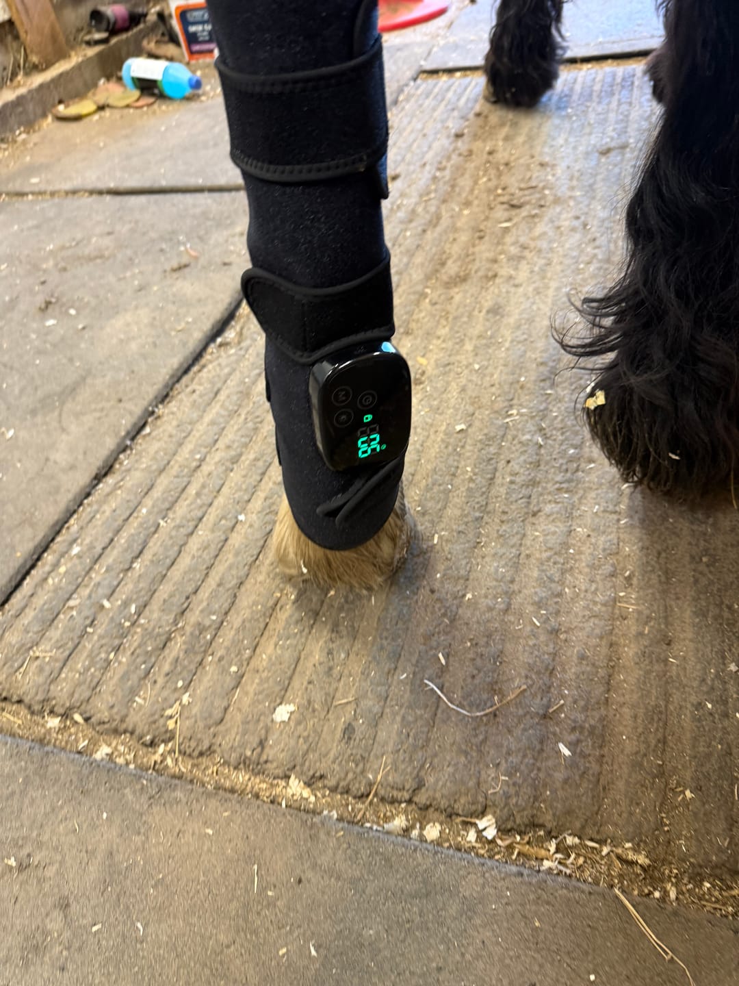 Customer photo review of EquiThera K2 - Rödljusterapi Damasker