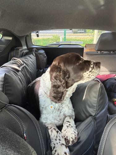 Customer photo review of The Dog Dock