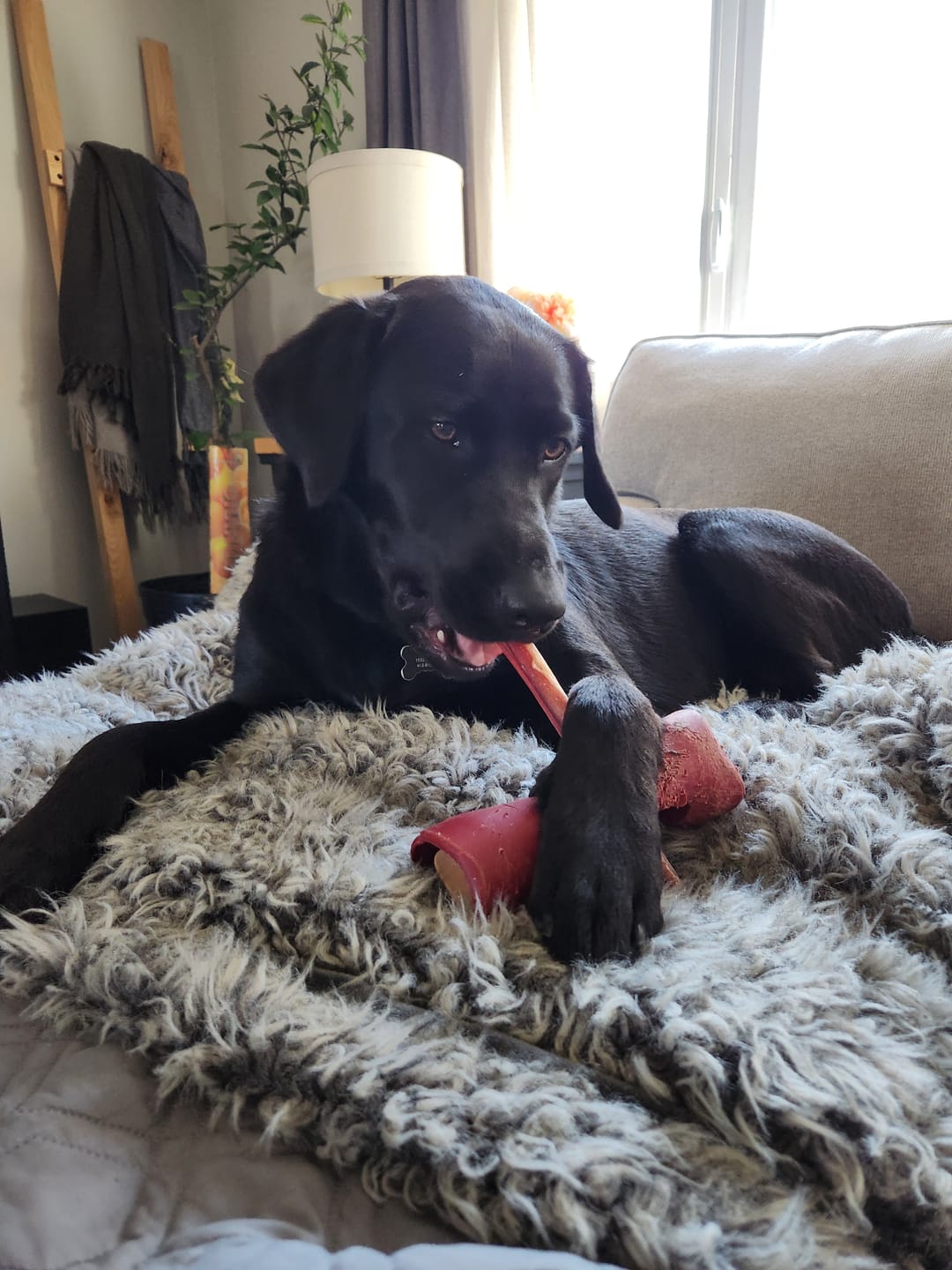Customer photo review of 12 Inch Standard Bully Stick
