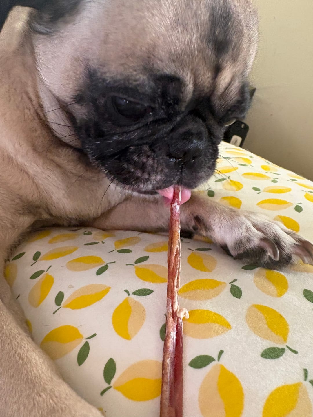 Customer photo review of Extra Thin Bully Sticks 6" Long-Lasting Dental Dog Chews