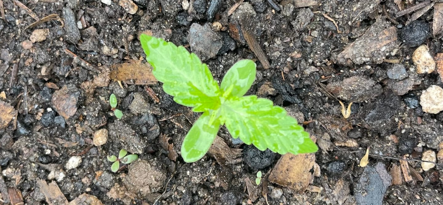 Customer photo review of 4 Count Feminized THCa Hemp Seeds – Autoflower