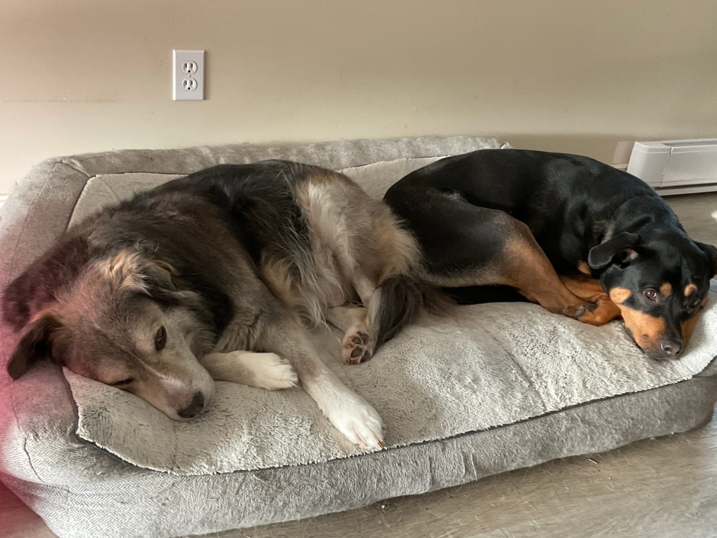 Customer photo review of 6 Inch Jumbo Bully Stick