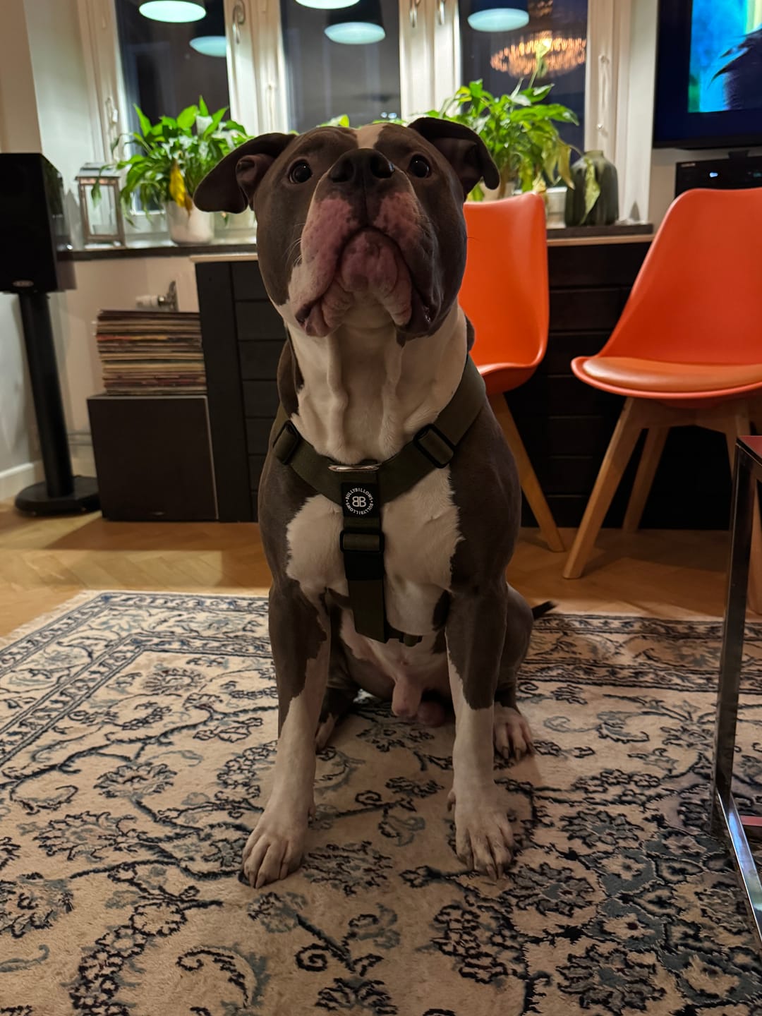 Customer photo review of Anti-Pull TRI-Harness® | Training Dog Harness for All Breeds - Khaki