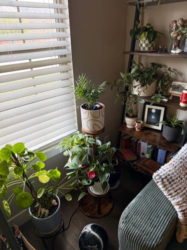 Customer's room filled with many lush houseplants after using Hydration Renew.