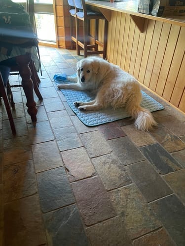 Customer photo review of IcyMates-Cama Anti Golpe de Calor Para Perros