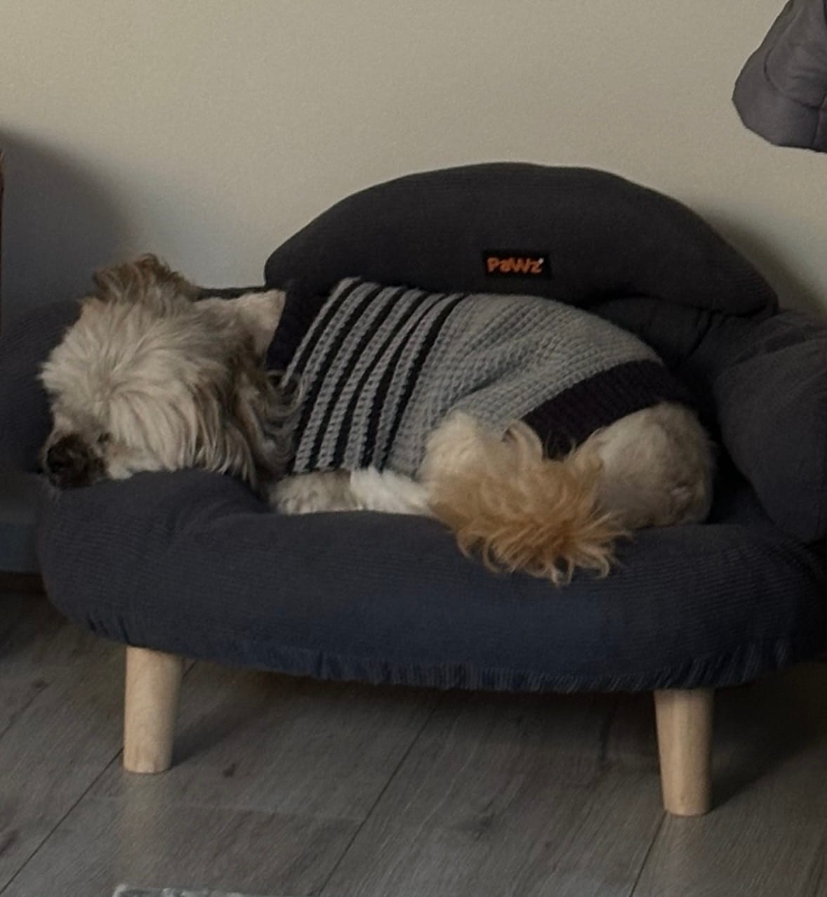 Customer photo review of CloudNest Elevated Pet Sofa Bed