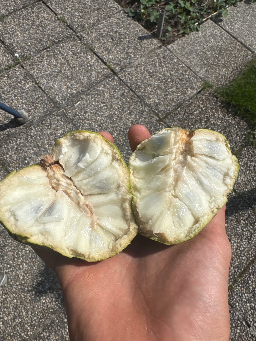Customer photo review of Cherimoya Bio Hochernte-Retterbox Sonderaktion % 4kg