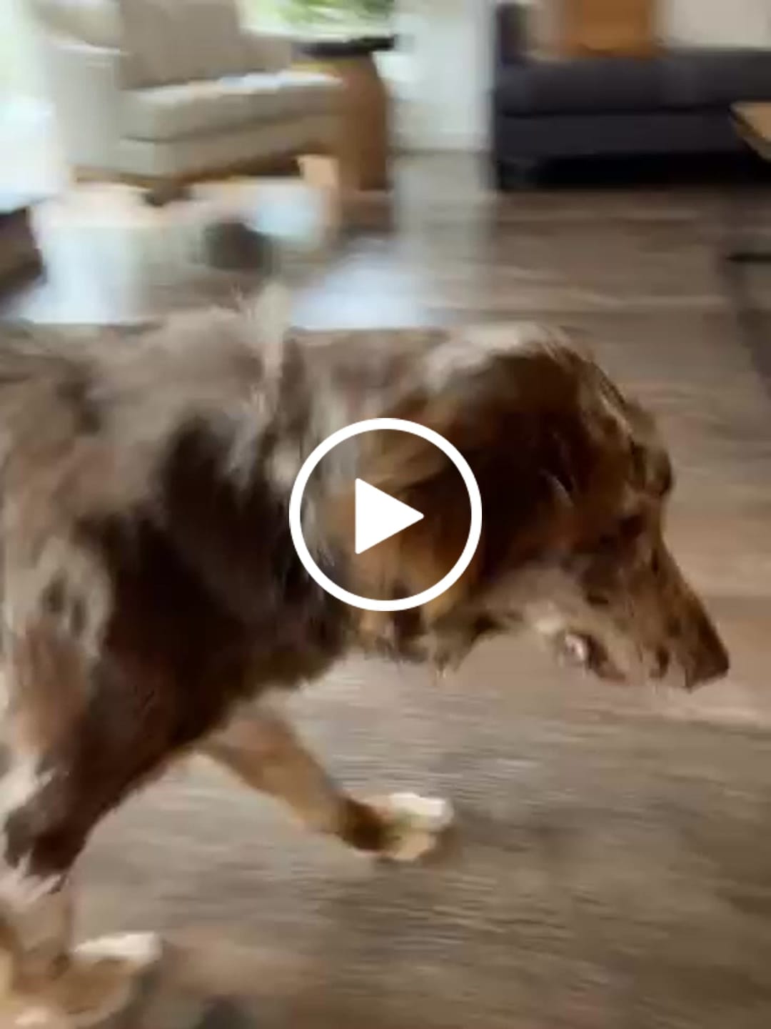 Customer video review of 6 Inch Standard Bully Stick