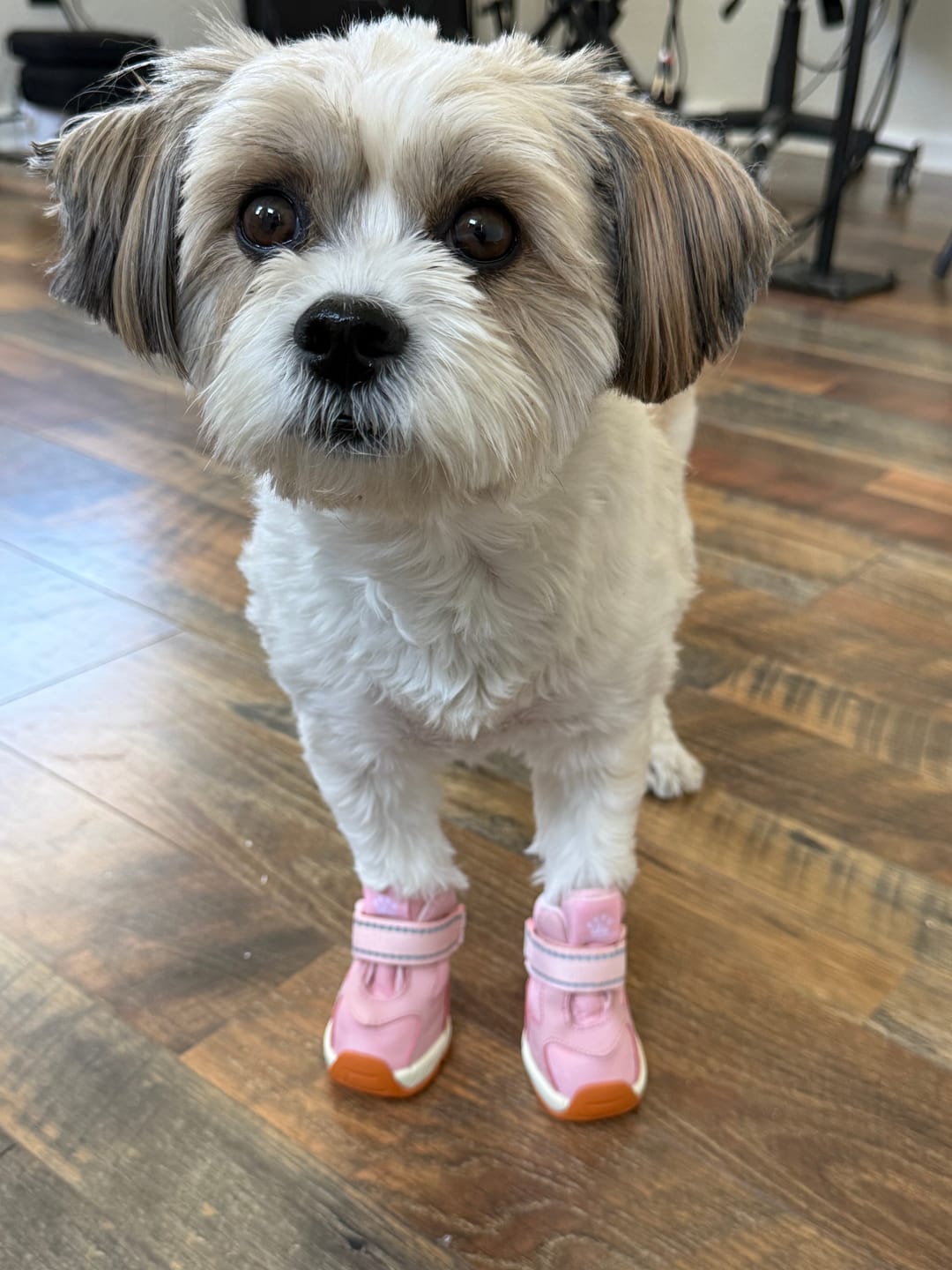 Customer photo review of Apollo 1