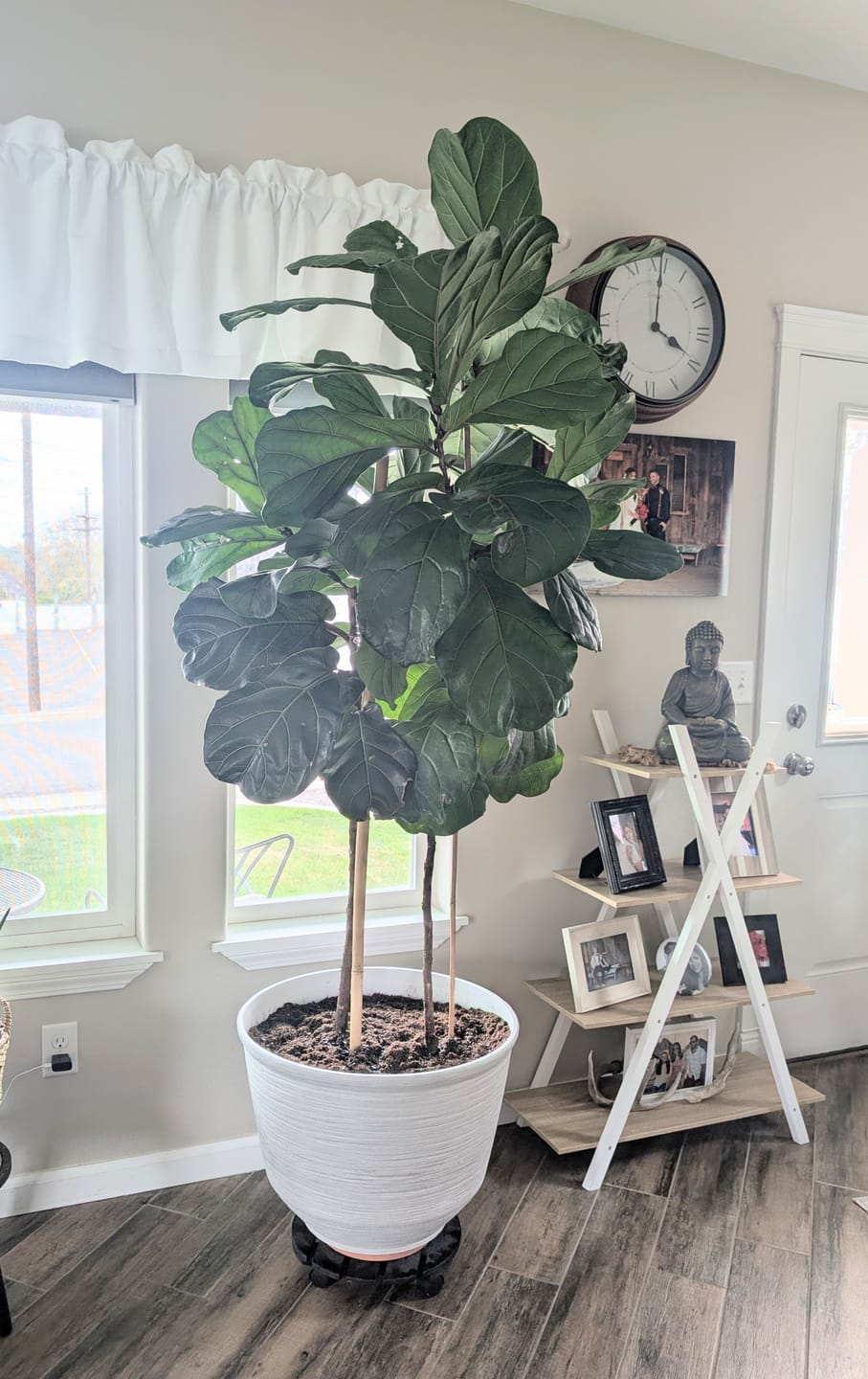 Customer photo review of Fungus Gnat Death Drops