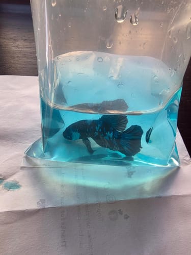 Customer photo review of Multicolor Black Base Plakat Male Betta Fish | High Grade | Mystery Betta
