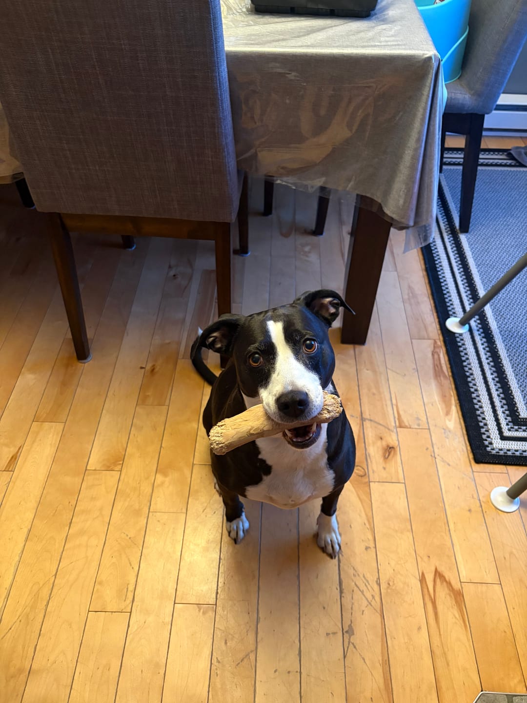 Customer photo review of Livora - Os à mâcher en bois de café pour chien