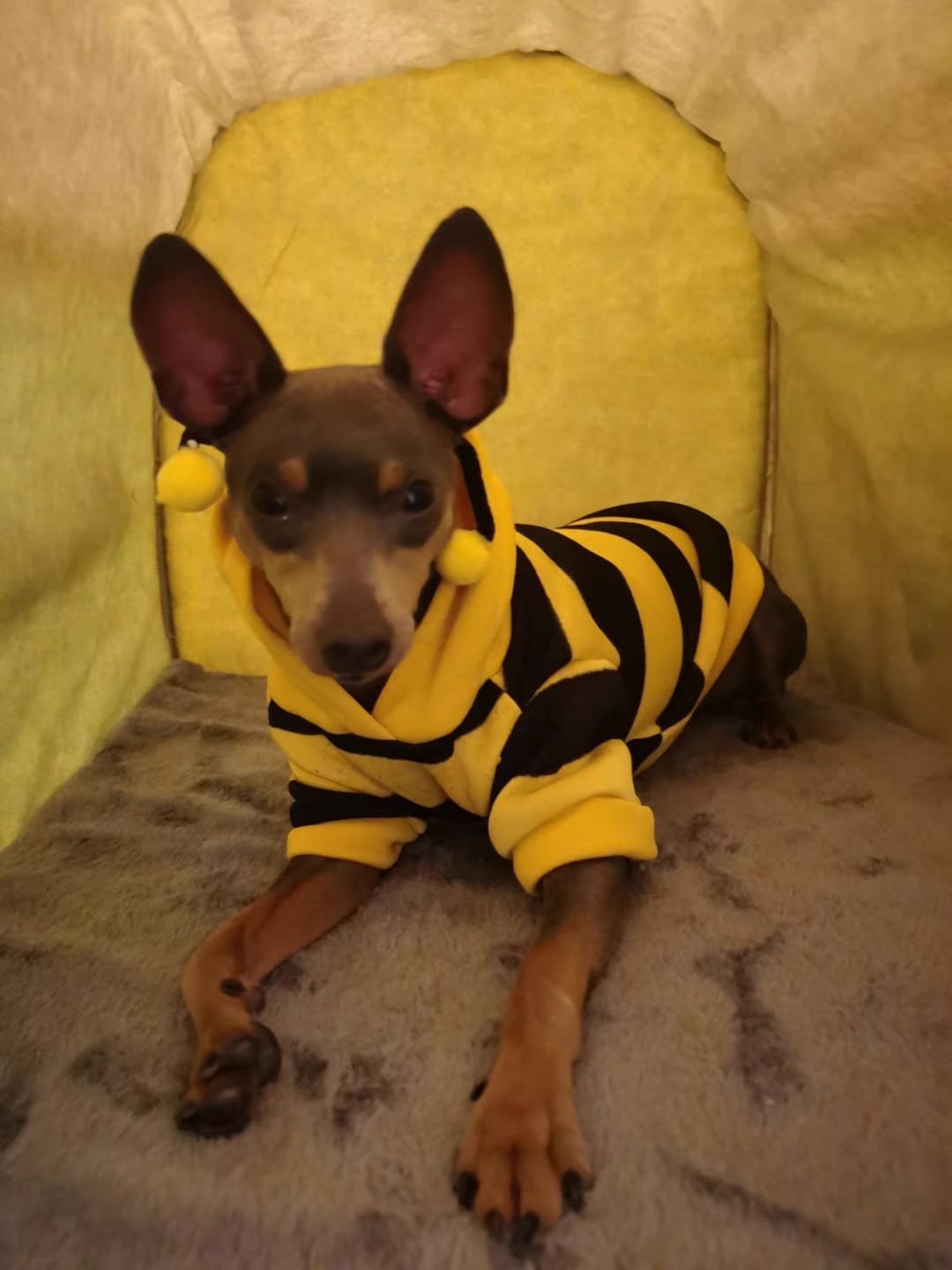 Customer photo review of The Cozy Cottage Pet Bed – A Snug Home for Your Furry Friend