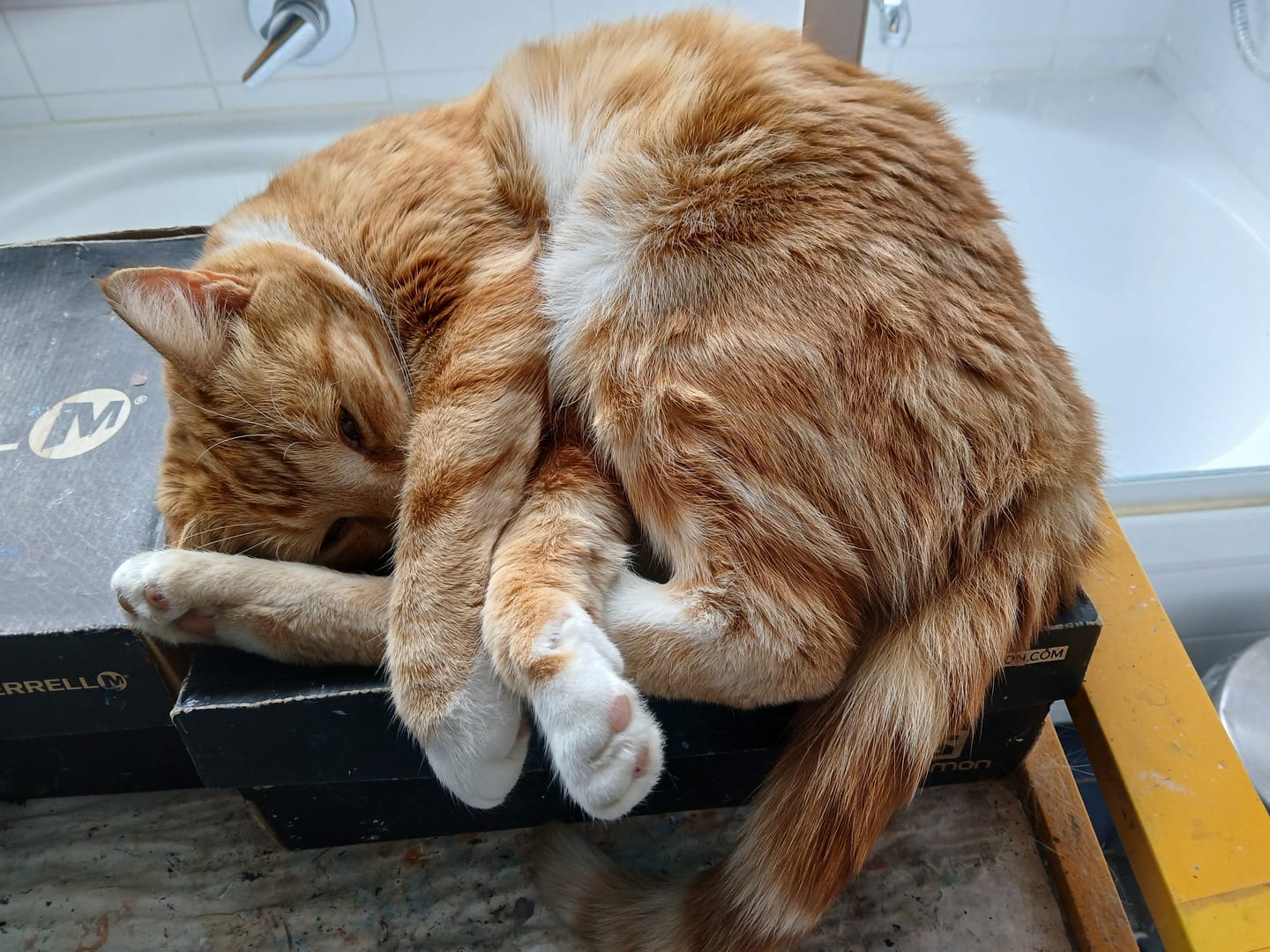 Customer photo review of Hill's Prescription Diet t/d Dental Care Dry Cat Food