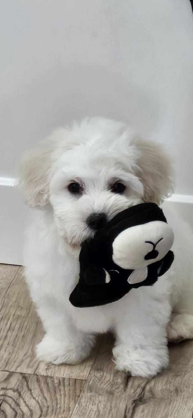 Customer photo review of Little Wolves Potty Tray 22" x 22"
