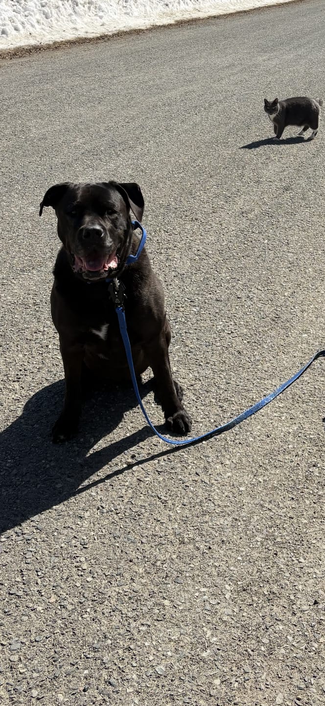 Customer photo review of 2" Tactik Dog Collar - Cobalt