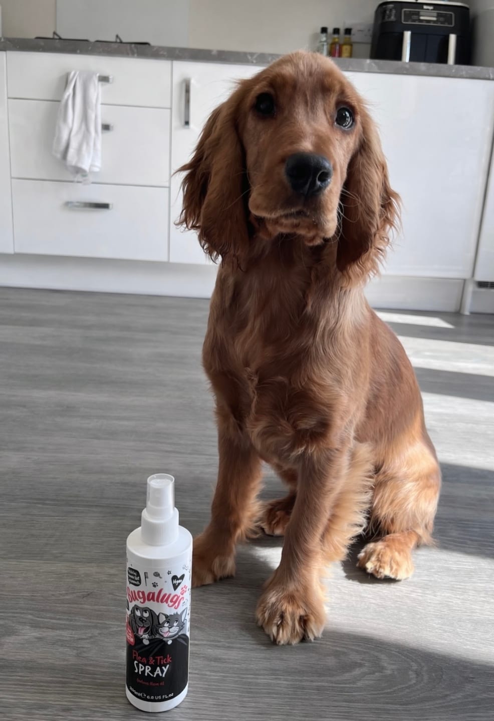 Customer photo review of Flea & Tick Spray with Neem Oil for Dogs & Cats