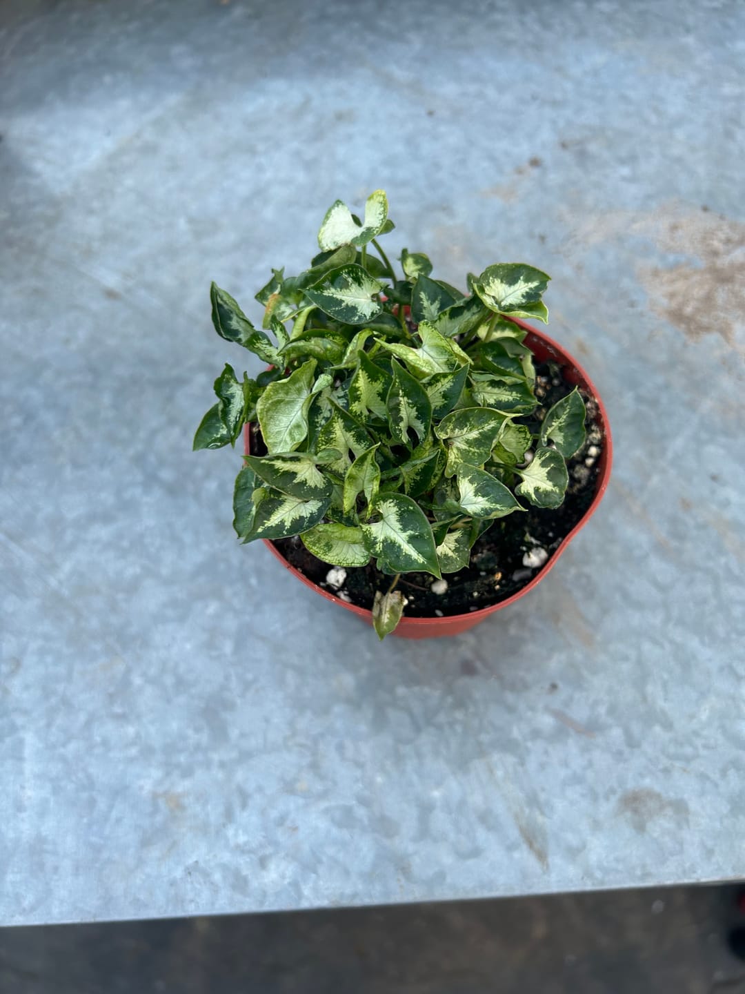 Customer photo review of Syngonium podophyllum 'Pixie'