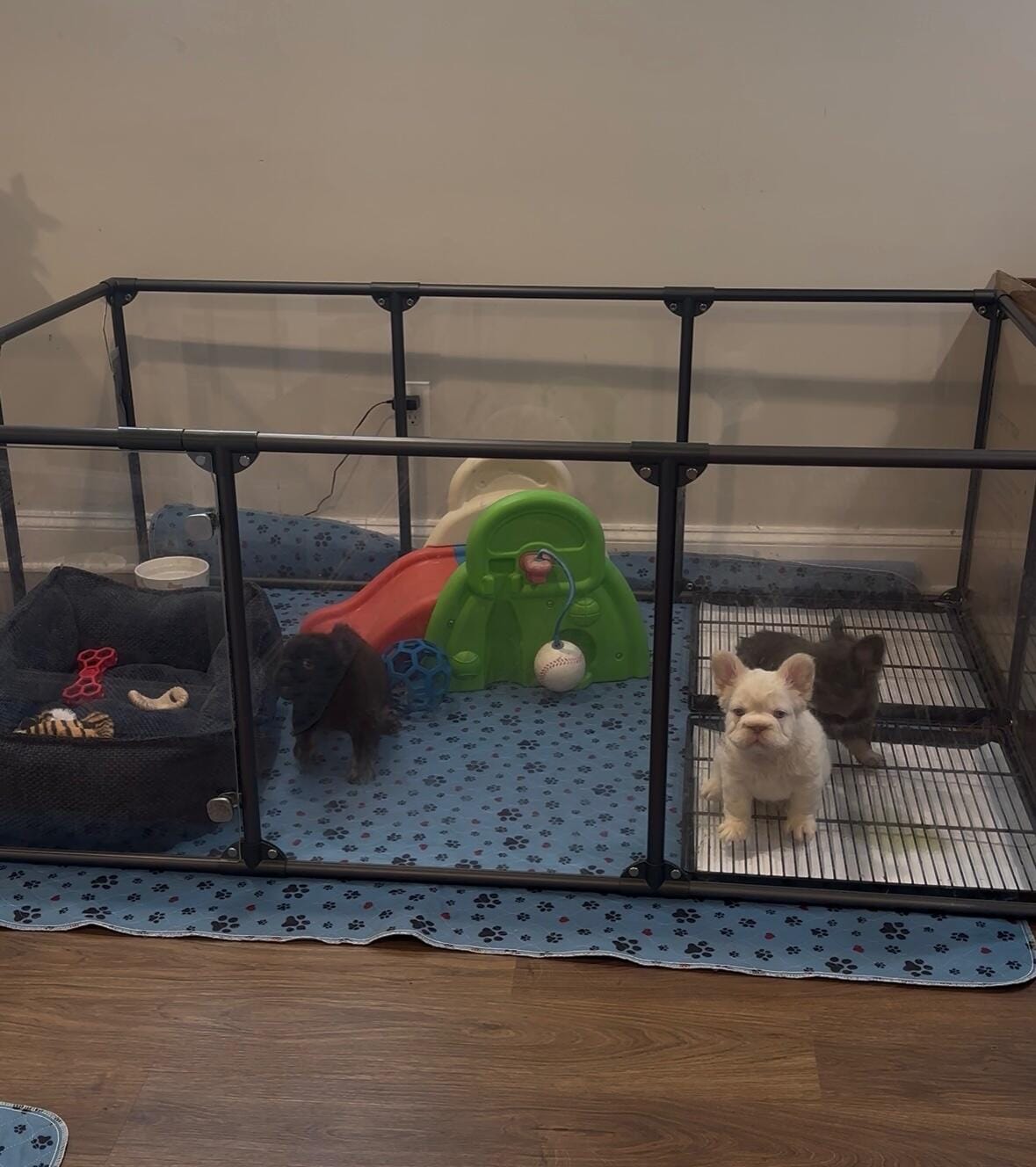 Customer photo review of Little Wolves Potty Tray 22" x 22" - Seconds Discount