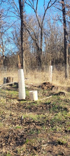 Customer photo review of Tree Pro Grow Tubes