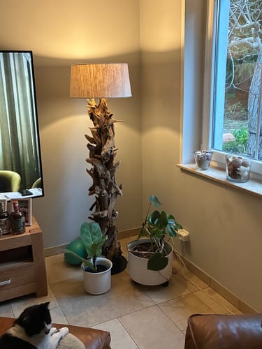 Rezensent zeigt die beleuchtete Stehlampe Treibholz CLEON in einer Zimmerecke neben Topfpflanzen.
