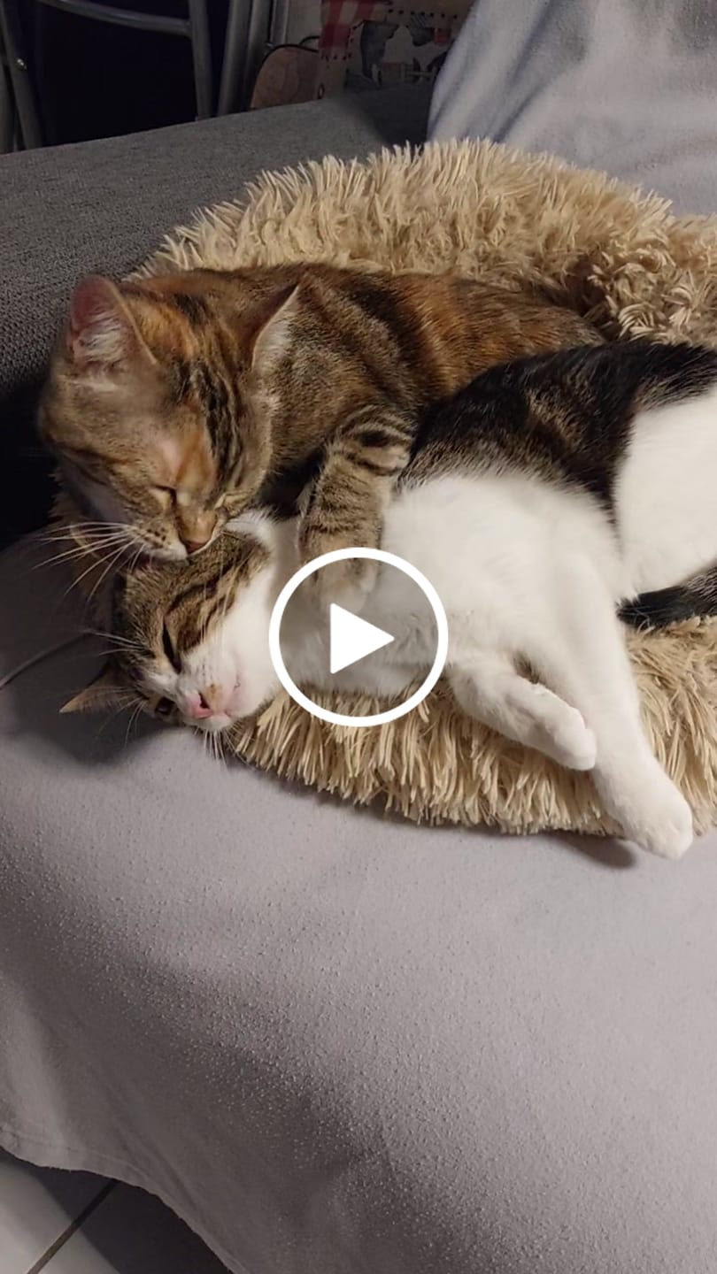 Customer video review of Wurmtest Pro Katze