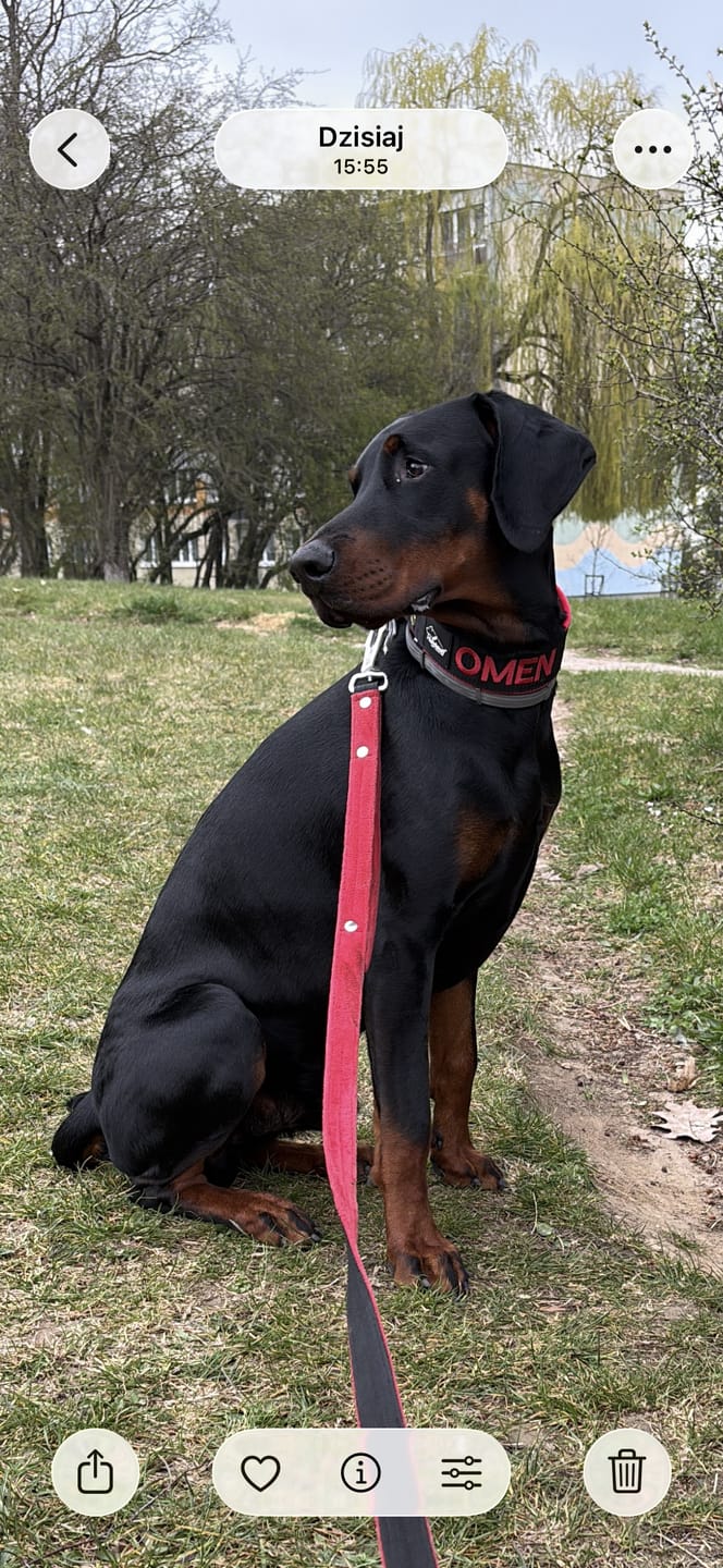 Customer photo review of Półzaciskowa obroża dla psa z imieniem - Personal Martingale