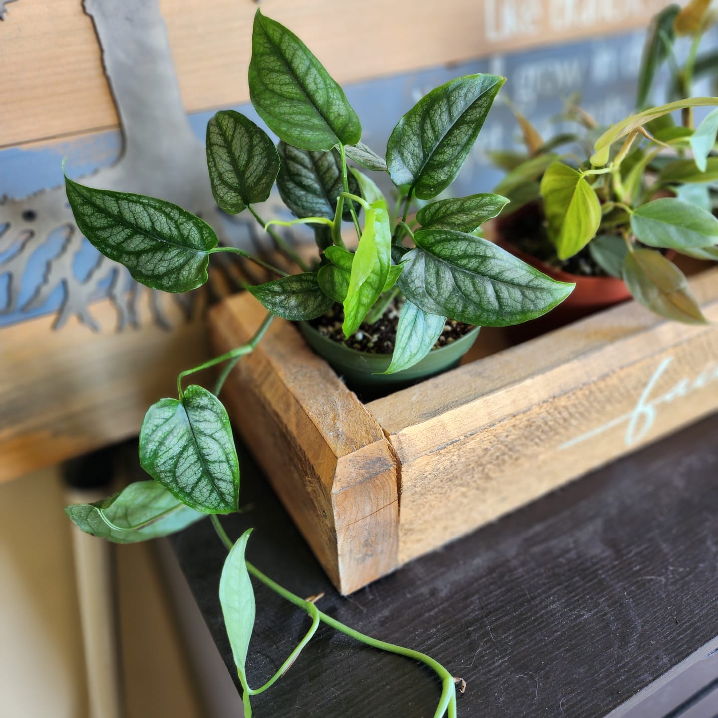 Customer photo review of Monstera siltepecana