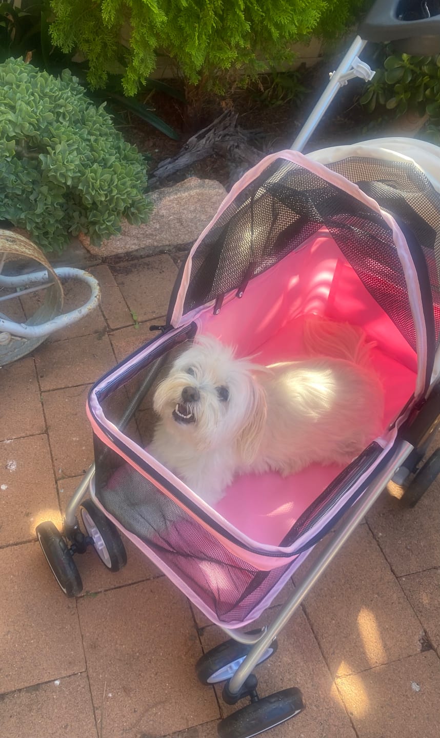 Customer photo review of Compact & Comfortable Pet Stroller