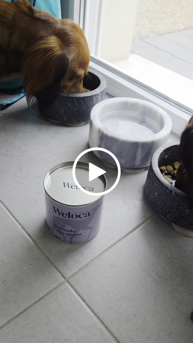 Customer video review of Complément stress  | Chien