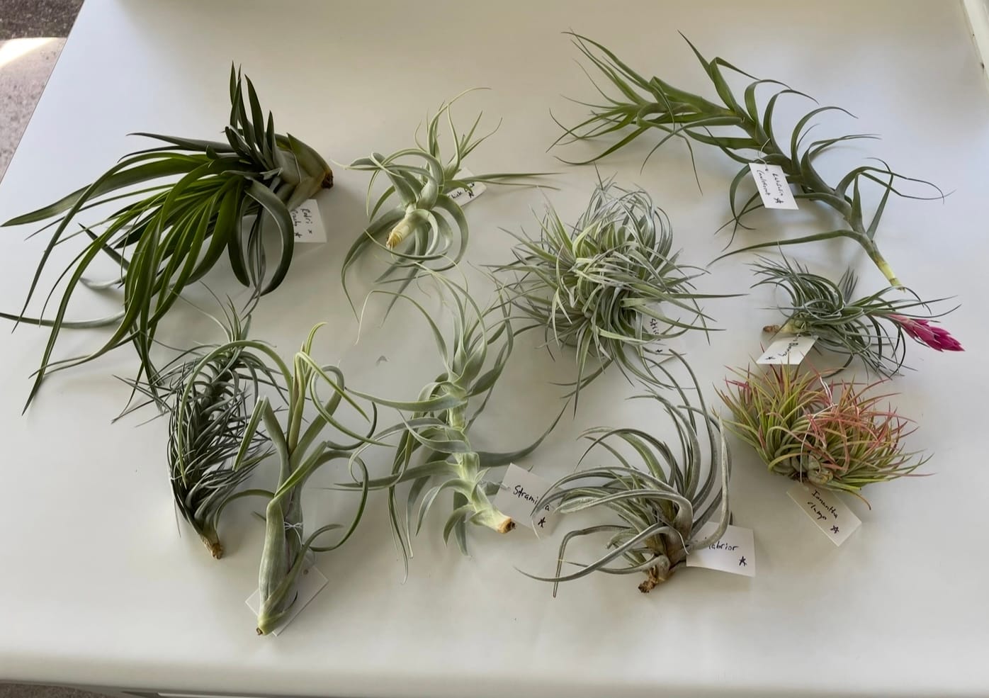 Customer photo review of Air Plant Mystery Box - Curated Tillandsia Collection | 5 Tiers Available