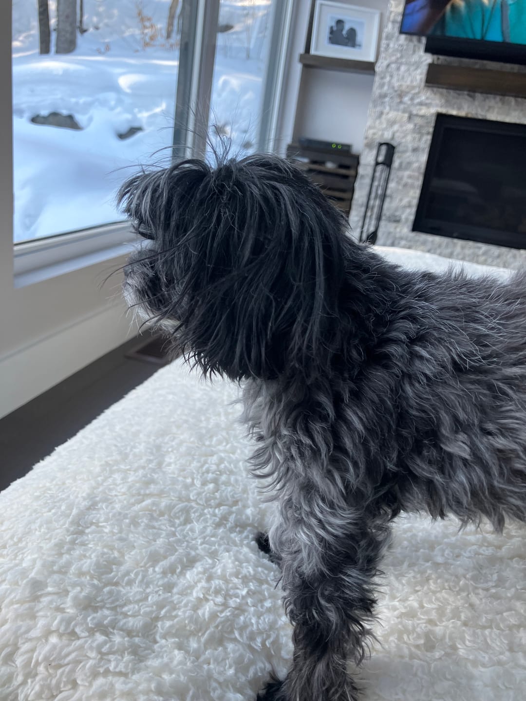 Customer photo review of Vrac Nature's Own - Bâtonnets oesophage de boeuf pour chien