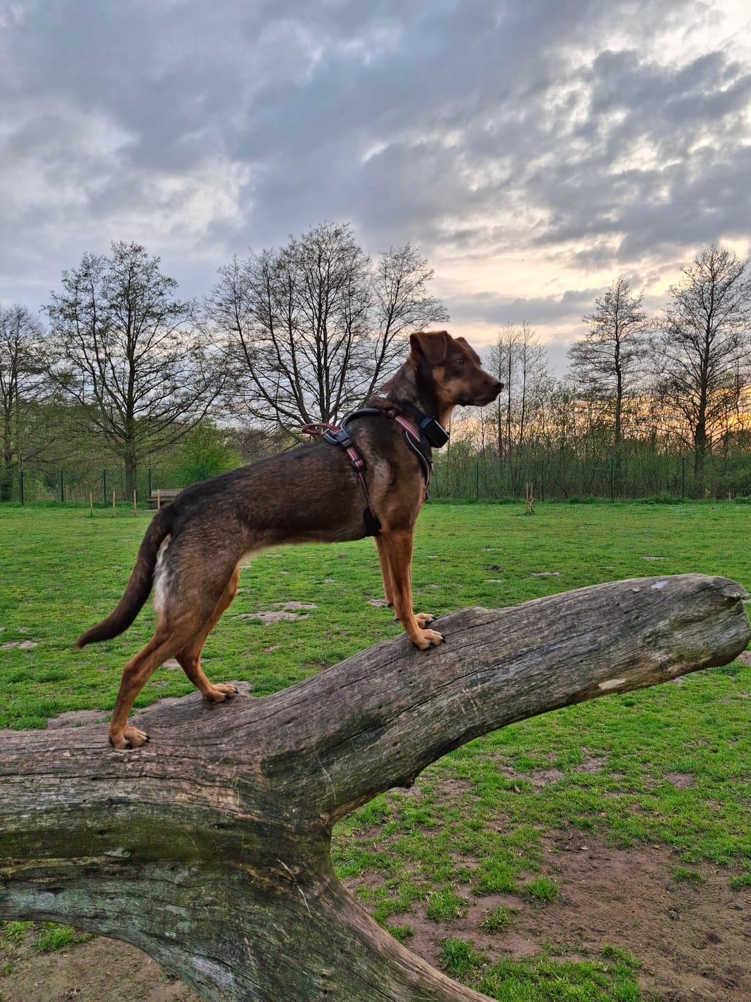 Customer photo review of Wurmtest Plus Hund