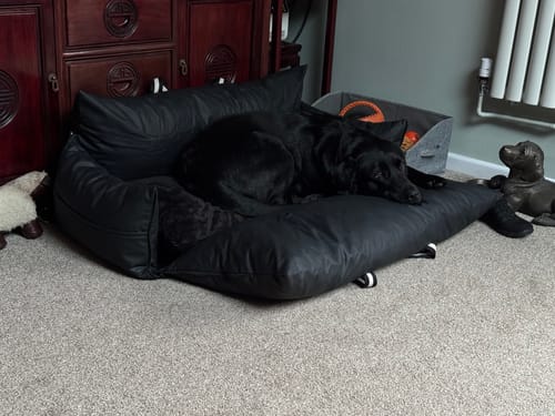 Customer photo review of The Dog Dock V2 New & Improved with ISO Fix