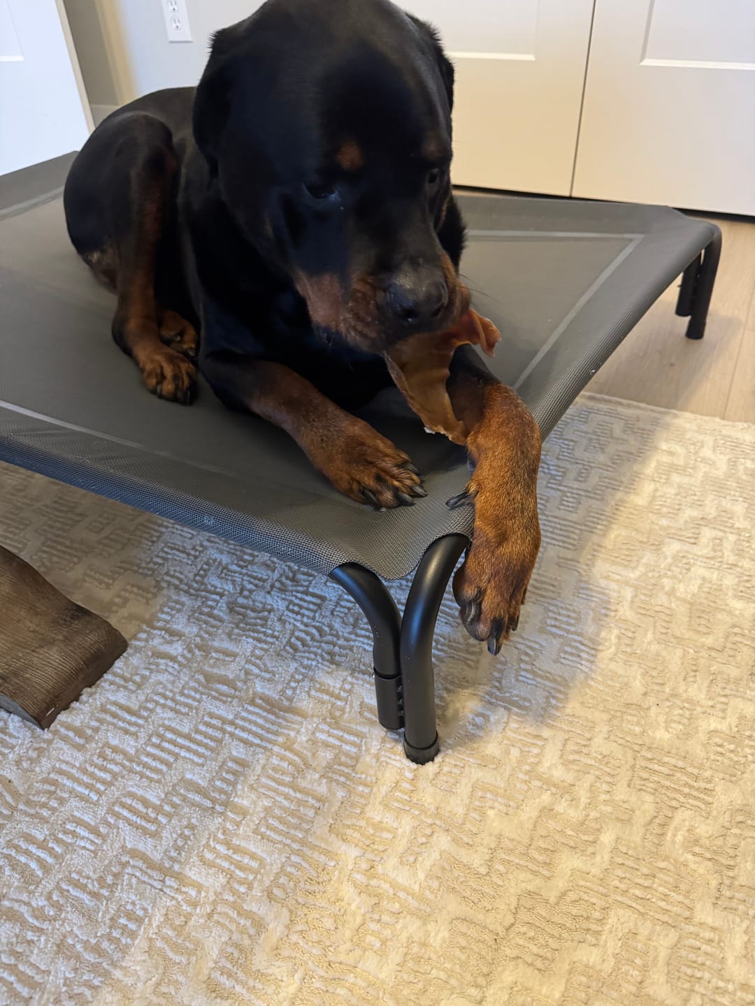Customer photo review of Pig Ears