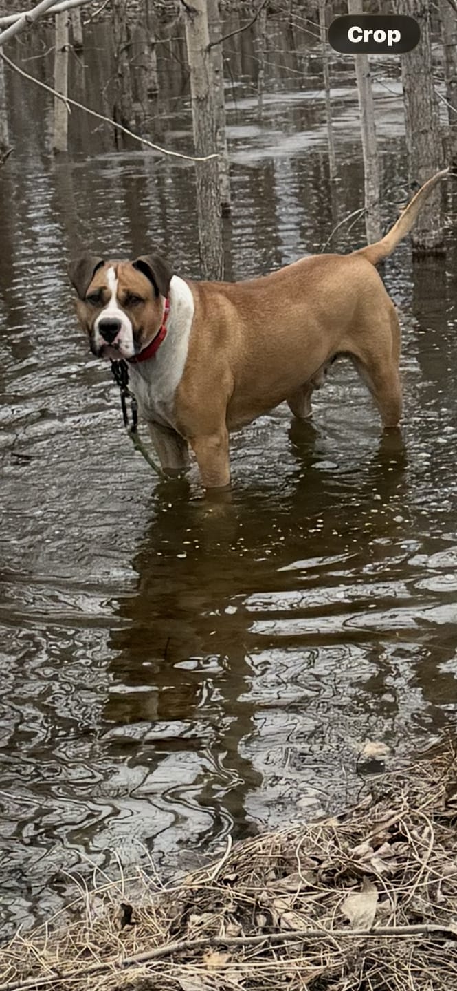 Customer photo review of Red Bully Proof Collar