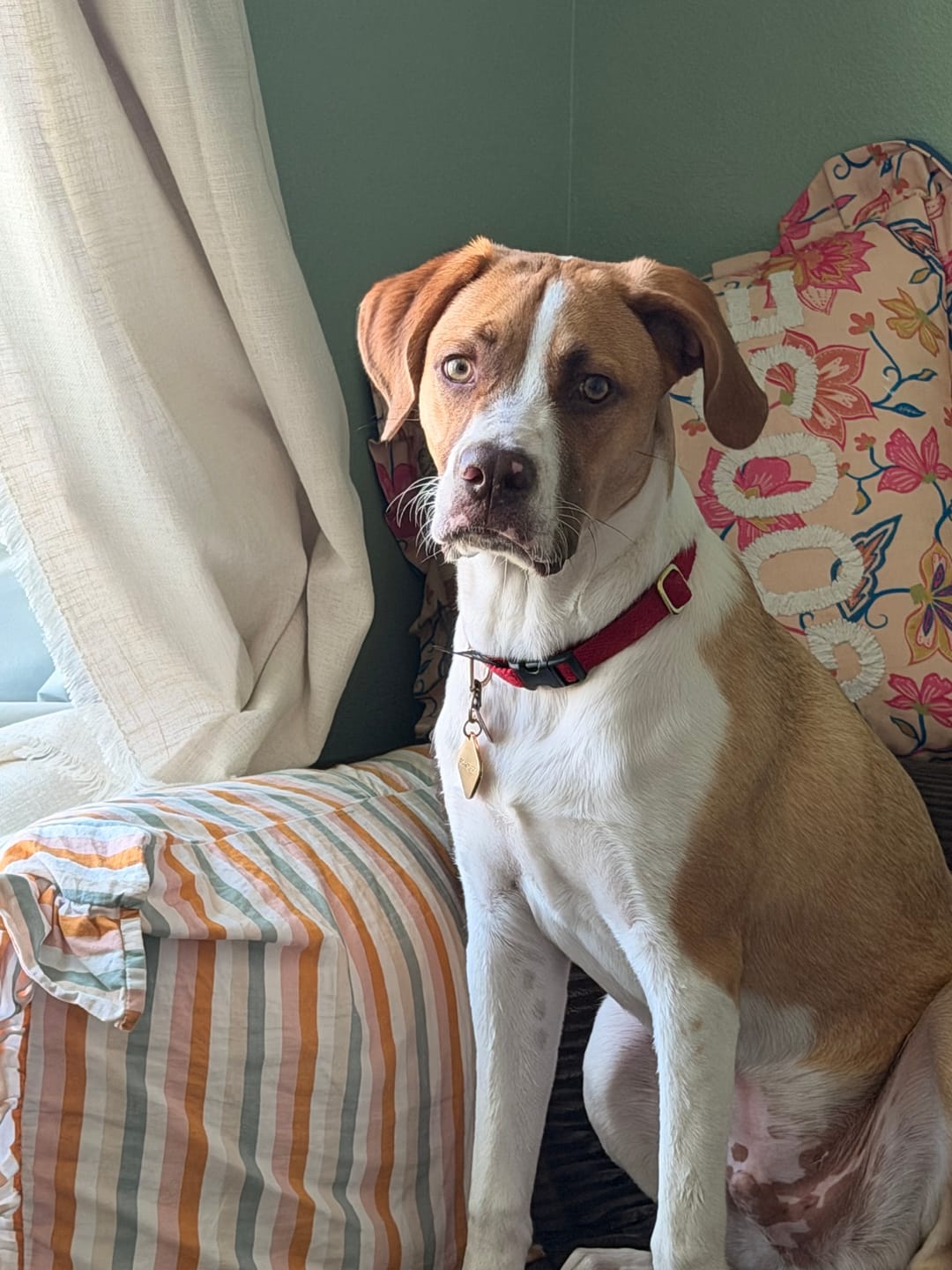 Customer photo review of Found Classic Cotton Dog Collar | Red