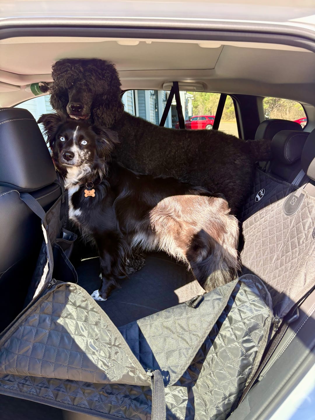 Customer photo review of NEW Waterproof Hard Bottom Car & Truck Seat Foldable Hammock Cover With Storage Pockets, Side Flaps, Headrest Straps, Seat Anchors, & Mesh Window (+FREE SAFETY BELT!)