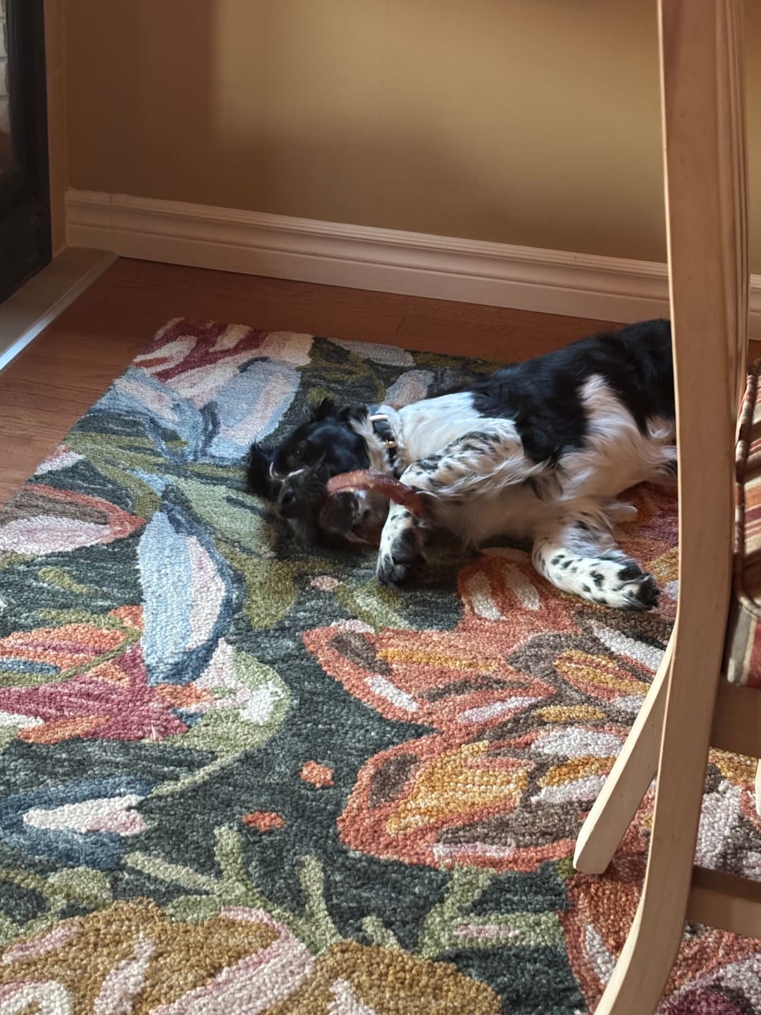 Customer photo review of Large Bully Stick Ring