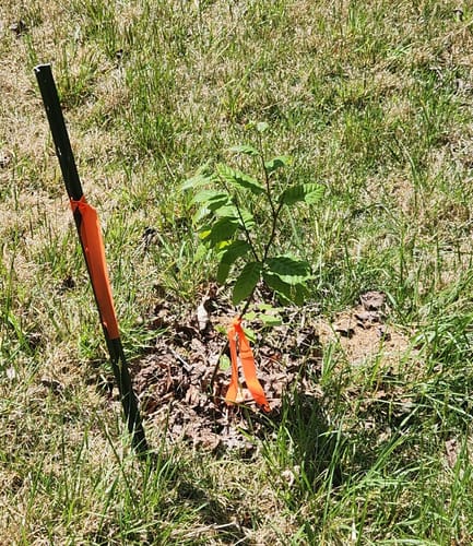 Customer photo review of Hybrid Chestnut