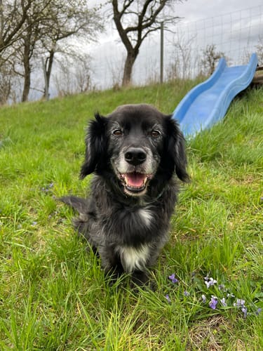 Kunde zeigt einen glücklichen, älteren Hund, der nach der Einnahme von Active Hips im grünen Gras sitzt.