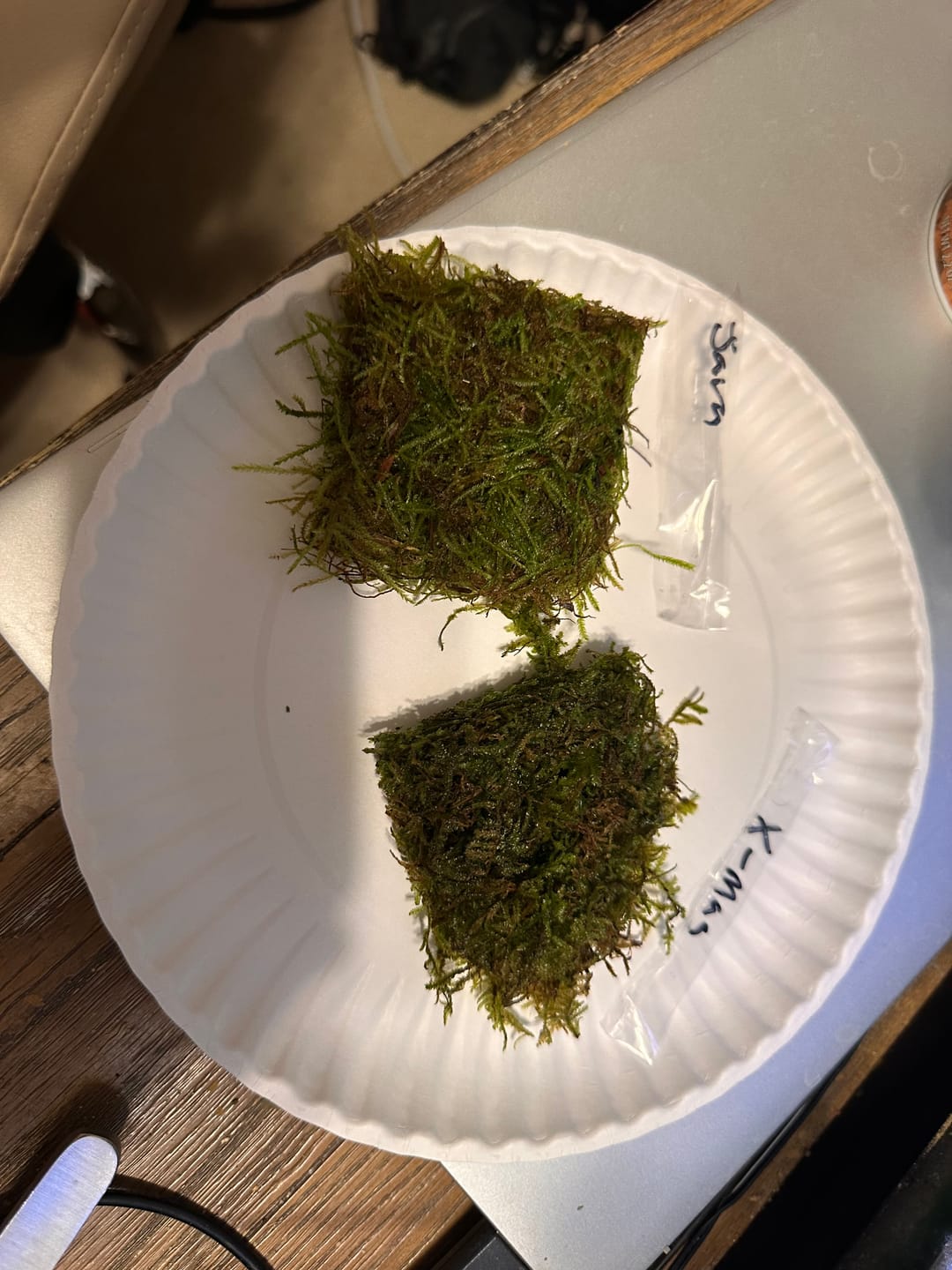 Customer photo review of Christmas Moss (Golf Ball Size)