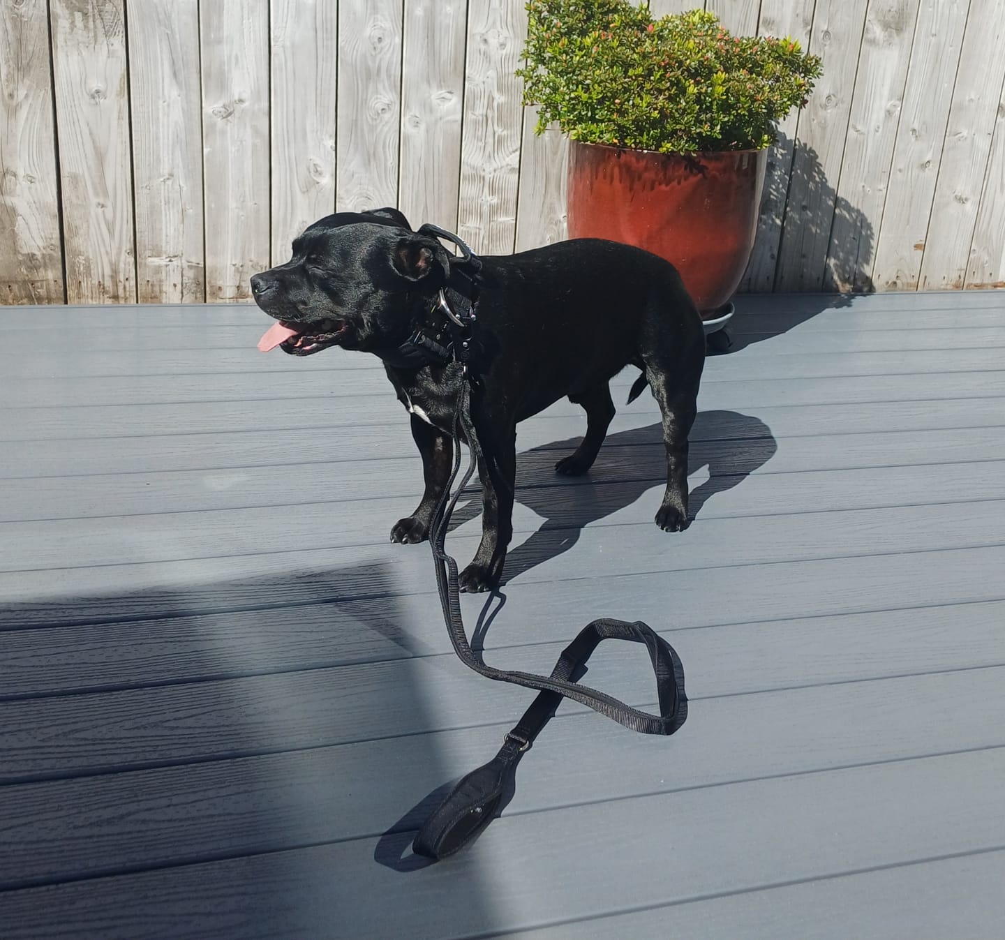 Customer photo review of 5cm Combat® Collar | With Handle & Secure Clip - Black