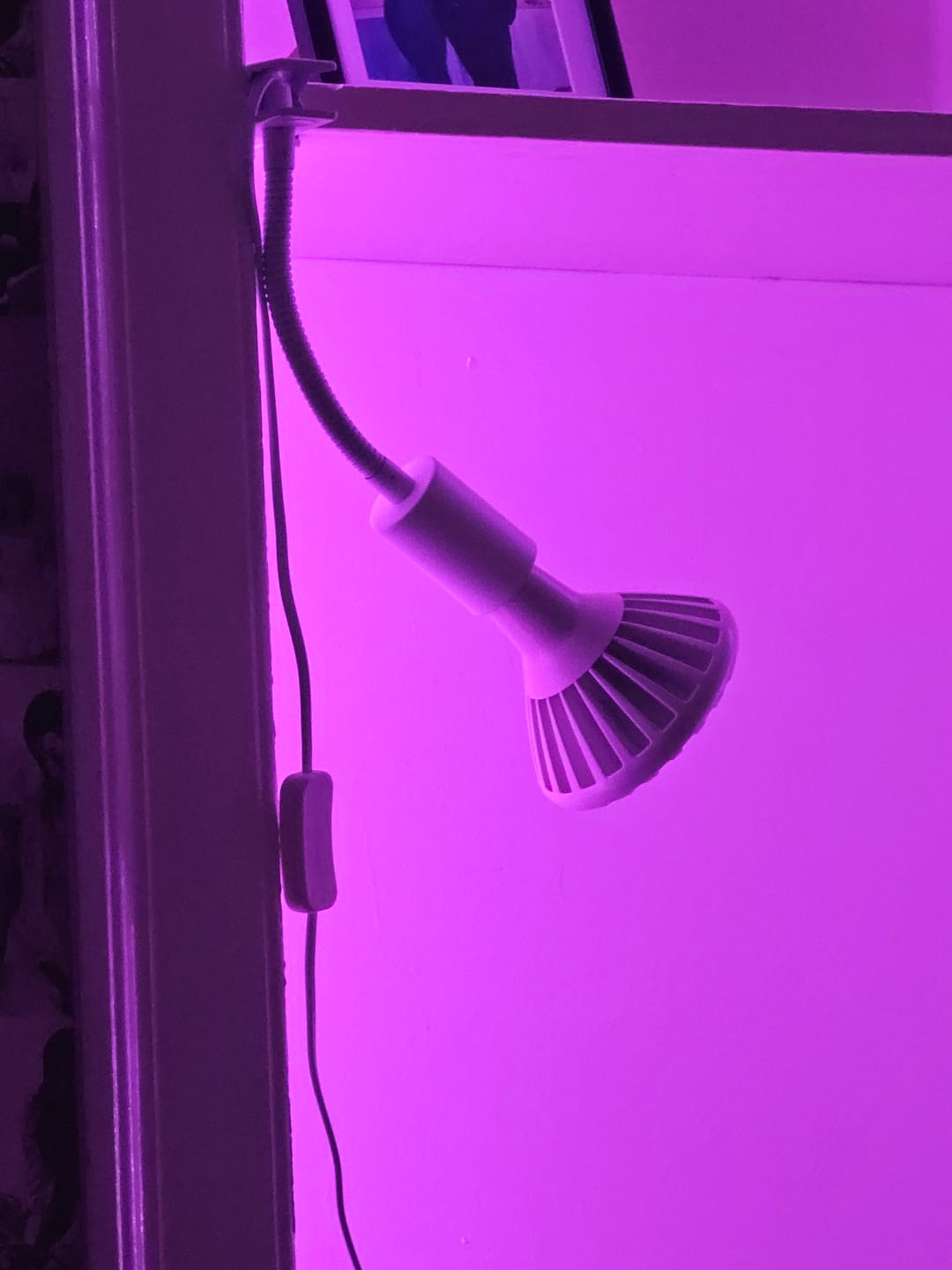 Customer photo review of Pianta 30 Grow Light LED Bulb