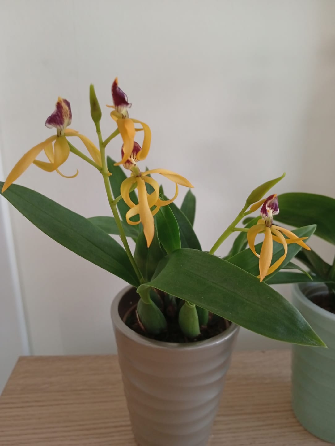 Customer photo review of Encyclia Jasper mit orange-gelben Blüten und 1+Rispen