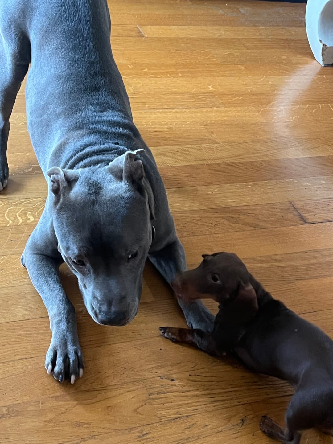 Customer photo review of Linea Grain Free - Eglefino, Patate Dolci e Prezzemolo - Cane Adulto