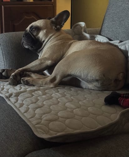 Customer photo review of IcyMates-Cama Anti Golpe de Calor Para Perros